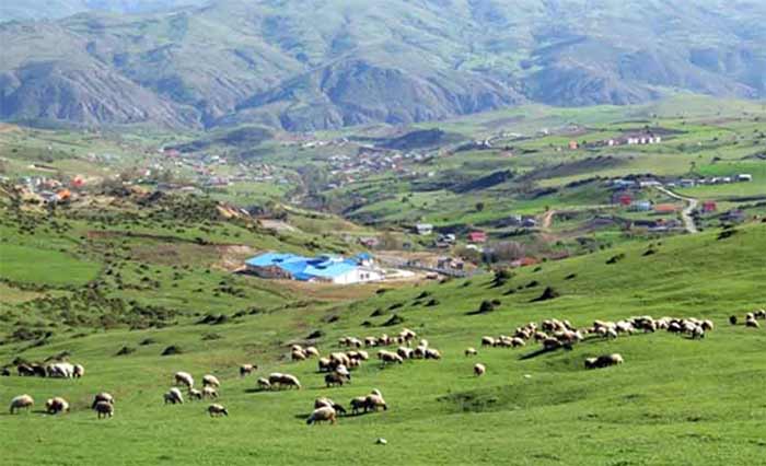 ییلاق داماش