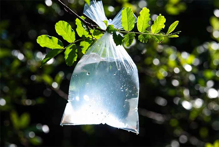 ترفند ۱: جمع‌آوری آب با کیسه پلاستیکی و تعریق گیاه